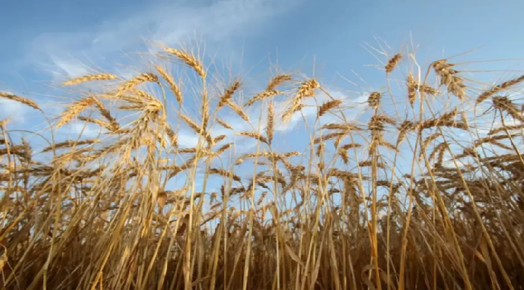 Algeria Issues New Wheat Import Tender: OAIC Seeks Milling Wheat – Offers Due January 19, 2026 (Traders)